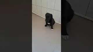 Очередная брошенка.