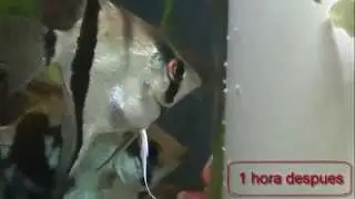 en el momento de la puesta pez ángel o escalar