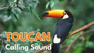 Toucan Calling Sound