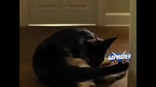 Юмор и приколы. В этом доме яйца не лижут😄🐶