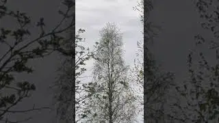 Кукушка и соколик
