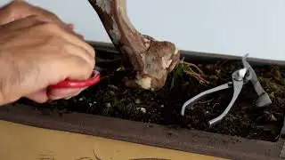 bonsai que va a regalar  una clienta, jaboticaba. #bonsaicolombia #bonsaimedellin #bonsai