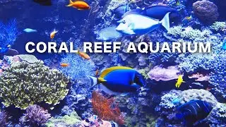Coral Reef Aquarium Relaxing Music 8 HOURS 🐠FISH TANK #RELAXTIME #screesaver #acquarium