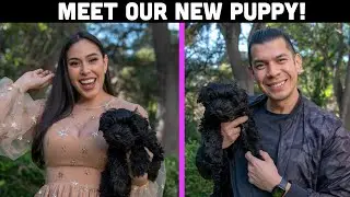 Meet Our NEW PUPPY