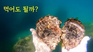 강원도 해루질 금지!! 하지만 너무 맛있어서 안먹을수가 없는 이것은..
