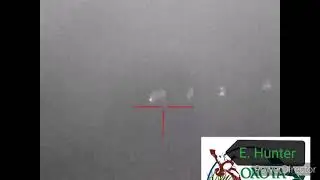 Ночная охота на кабана...