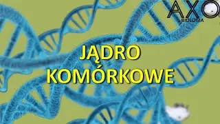 8. Jądro komórkowe