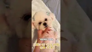 🐶: What do you think? Do you give me a perfect score? 😂 