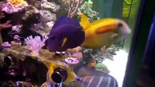Rosco's reef with Scott 2k subscriber giveaway contest