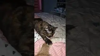 Мелкая пакостница😁кот терпел как мог🤪в конце злобный рык
