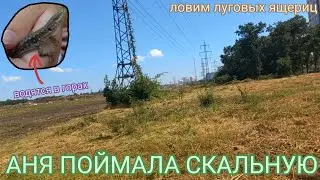 Аня поймала СКАЛЬНУЮ ЯЩЕРИЦУ / Ловля ящериц