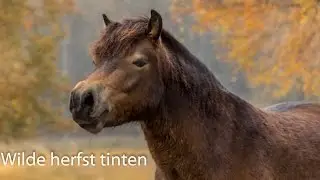 Ingezonden foto bewerking deel 38 : Wilde herfst tinten