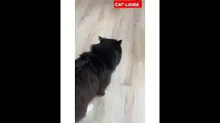 Cat lover