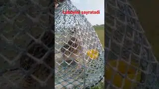 Бедана мастек макиён ДАХШАТ