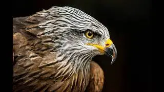 Les plus belles photos d'oiseaux du monde