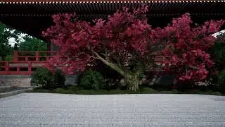 Japanese maple with ivy