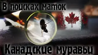 СОБИРАЕМ НОВУЮ КОЛЛЕКЦИЮ МУРАВЬЕВ В КАНАДЕ!