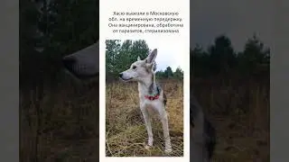 Ищeм Хасe дом! ВАЖНЫЙ СБОР на корм! 
