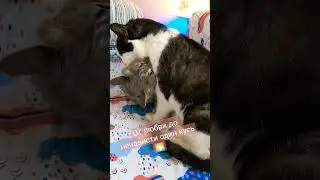 Гашик и Пуша укладываются спац на рассвете))