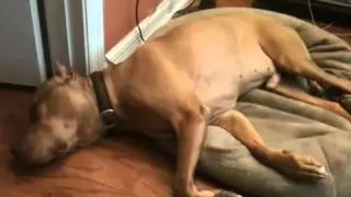 Skeletor dreaming like a mad hound