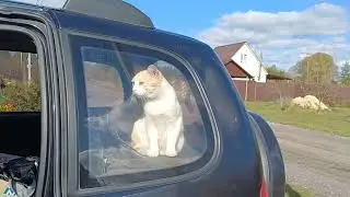 ДЕЛА ХОЗЯЙСКИЕ. СИМБА, МАРУСЯ НА СВЯЗИ...