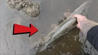 Catching fish at a RISING SPILLWAY!!