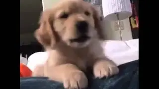 Videos Engraçados: IN LOVE