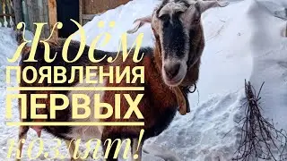 Гуляем/Ждём появления козлят🤗