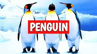 Amazing Survival Story of Penguins in Antarctica