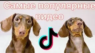 ~ЧапиТосики~