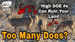 7 Ways Does Destroy Deer Parcels