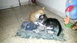 גורי חתולים