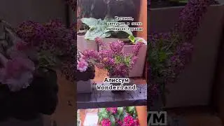 Растения, цветущие в очень маленьких горшках 