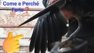 Come Tagliare le Piume delle Ali alle Anatre🦆@ilpollaiodirick6933