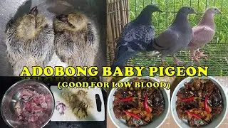 Cooking Adobong Baby Pegion : GOOD for LOW BLOOD ''Tested''