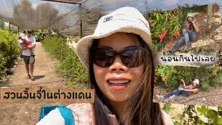 EP.487 สวนลิ้นจี่ในต่างแดน ดกมาก