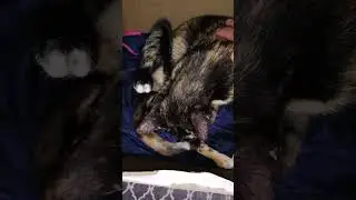 Blanket is giving birth to very cute 🐈