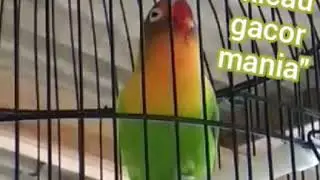 Lovebird BERISIK tapi MENENANGKAN Siap Jadi Master | kicau gacor mania