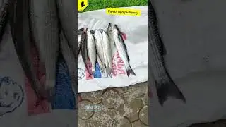 Рыбалка в мае отчёт о рыбалке 🐟 #прорыбалку #fishing #весенняярыбалка #морскаярыбалка #рыбапелингас