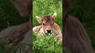 Cute baby cow