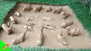 "Magical Muddy Animal Rescue! Watch Us Clean and Discover Fun Facts About Ducks, Lions, and More!"