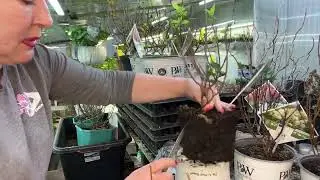 Не просыпаются почки на импортных кустах гортензии. Показываю старый способ. 27.03