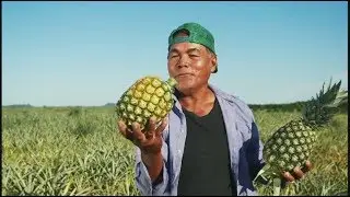 Плантации ананасов в Таиланде. Выращивание ананасов
