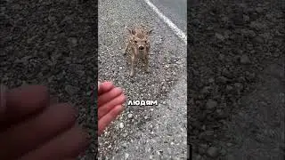 ЗМЕЯ НАПАЛА НА ОЛЕНЯ 🐍🦌  