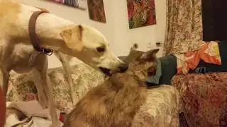 Dog nibbling a cat