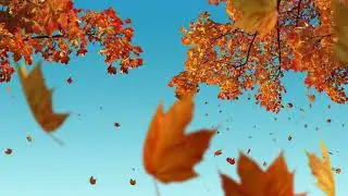 Autumn Maple Leaf Floating Revolving in Transparent Background - HD