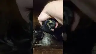 Белые пискуны.