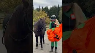 How I put on the pumpkin costume🎃 