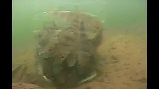 Живец. Хранение подо льдом.