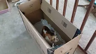 playing with cats at thier house #petlover #catlover